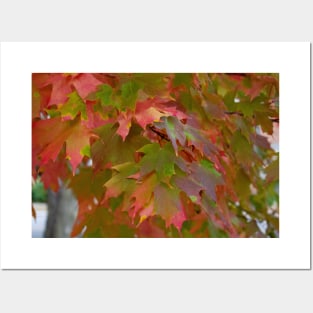 colorful fall maple leaves thanksgiving Posters and Art